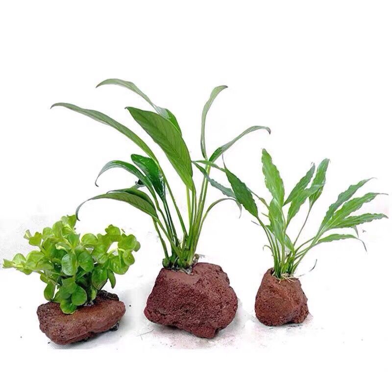 Open Hole Rock Fish Shrimp She - Planted Aquarium With Rocks review and price
