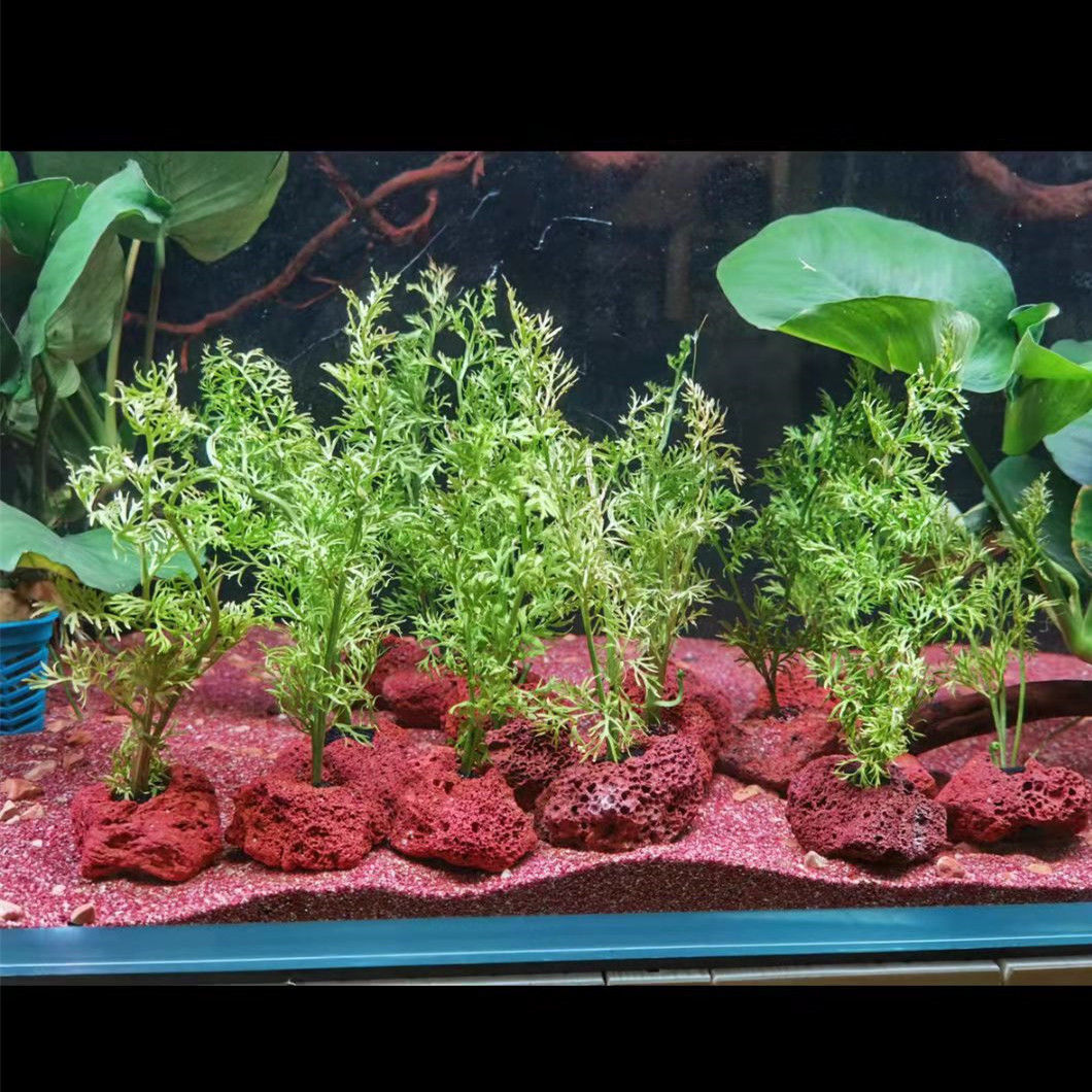 Open Hole Rock Fish Shrimp She - Planted Aquarium With Rocks review and price