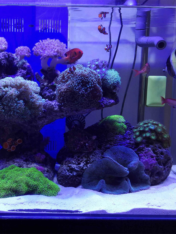 White Aquarium Sand Bot Decora - Aquarium Sand White review and price
