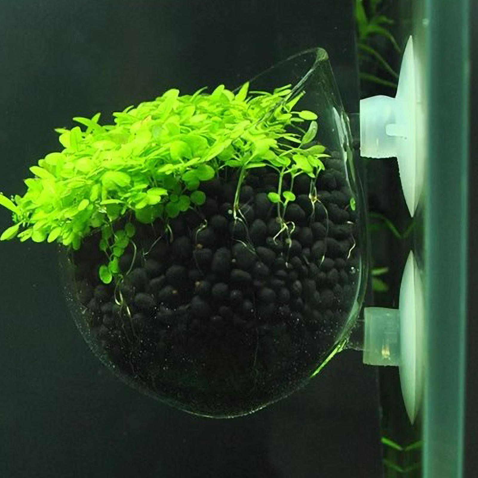 Aquarium Glass Plant Pot with  - Aquarium Plant Gel review and price