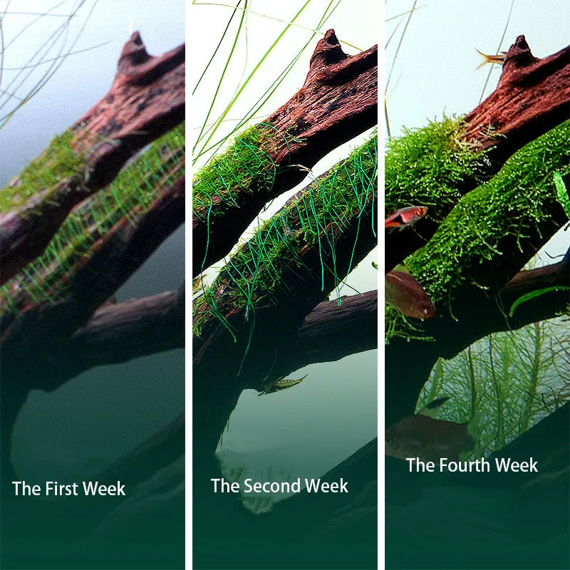 Biodegradable Aquarium Moss Th - Planted Aquarium With Rocks review and price